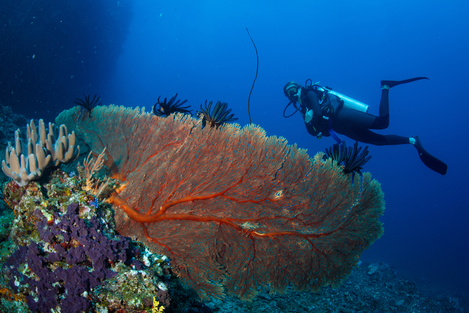 Diving in Fiji